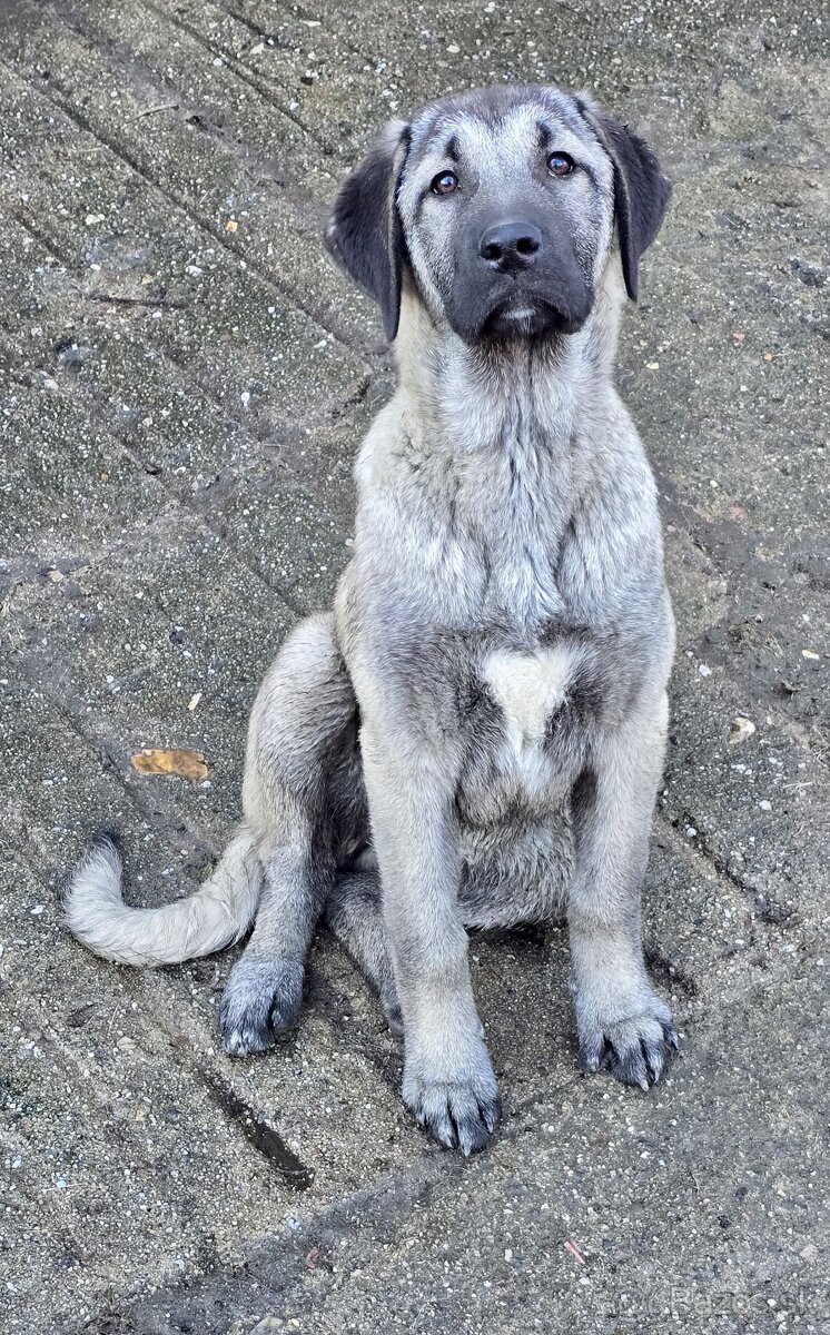 KANGAL s PP - štěňata již K ODBĚRU, iba sučky - 3