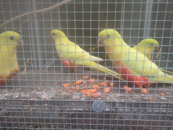 Papagáj Královský žltý predaj - 3