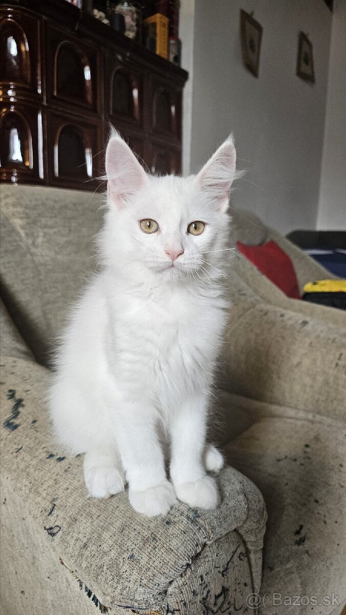 Mačiatko mainskej mývalej mačky s PP - 3