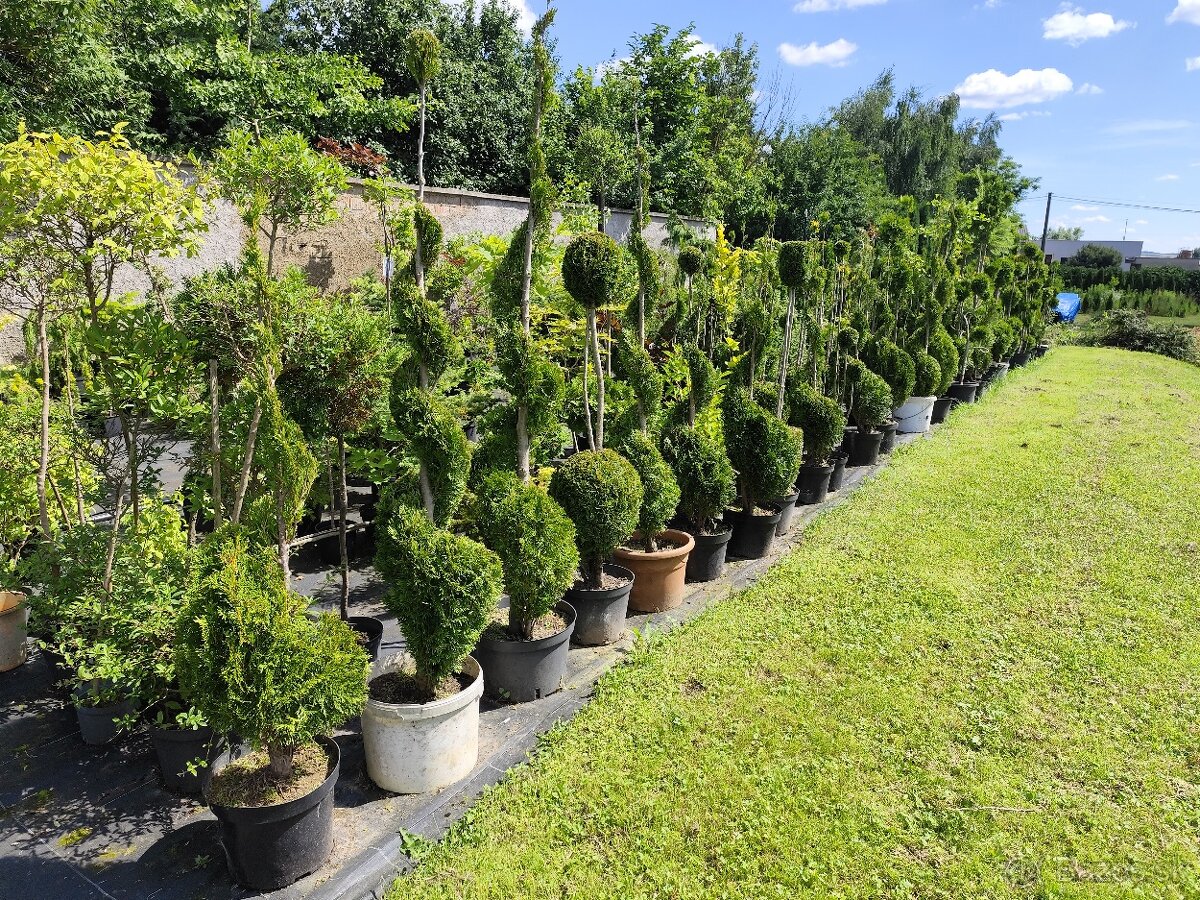 Okrasné dreviny, kríky - 3