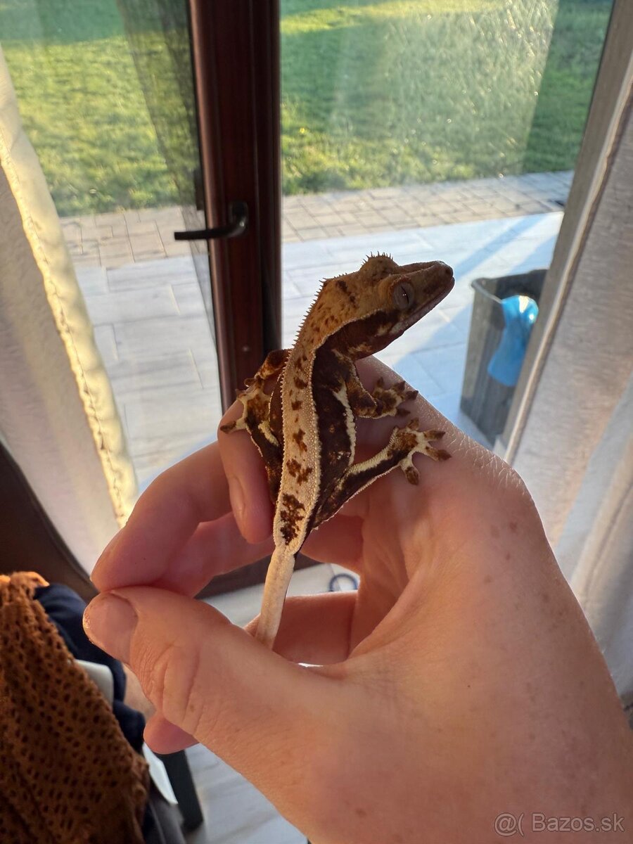 Pagekon riasnaty - 3