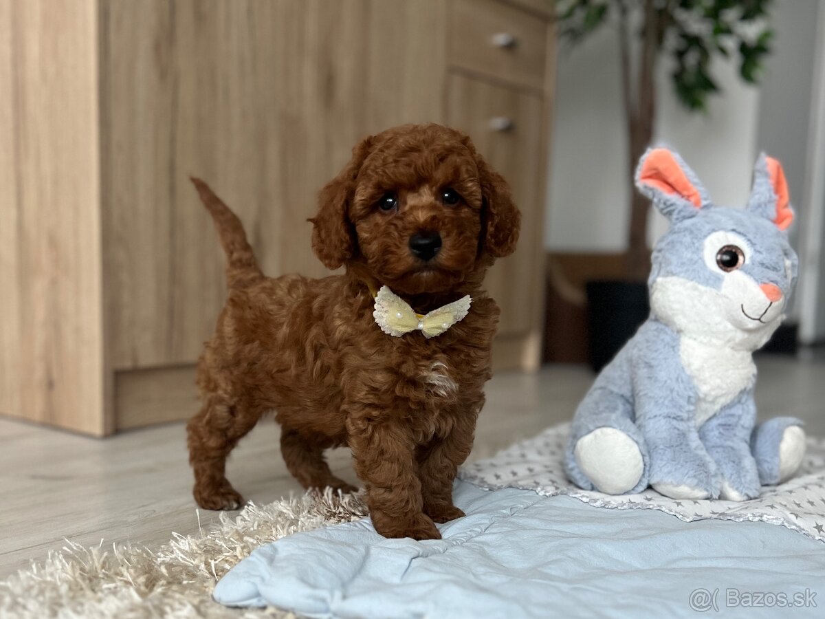 Trpasličí pudel šteniatka - 3