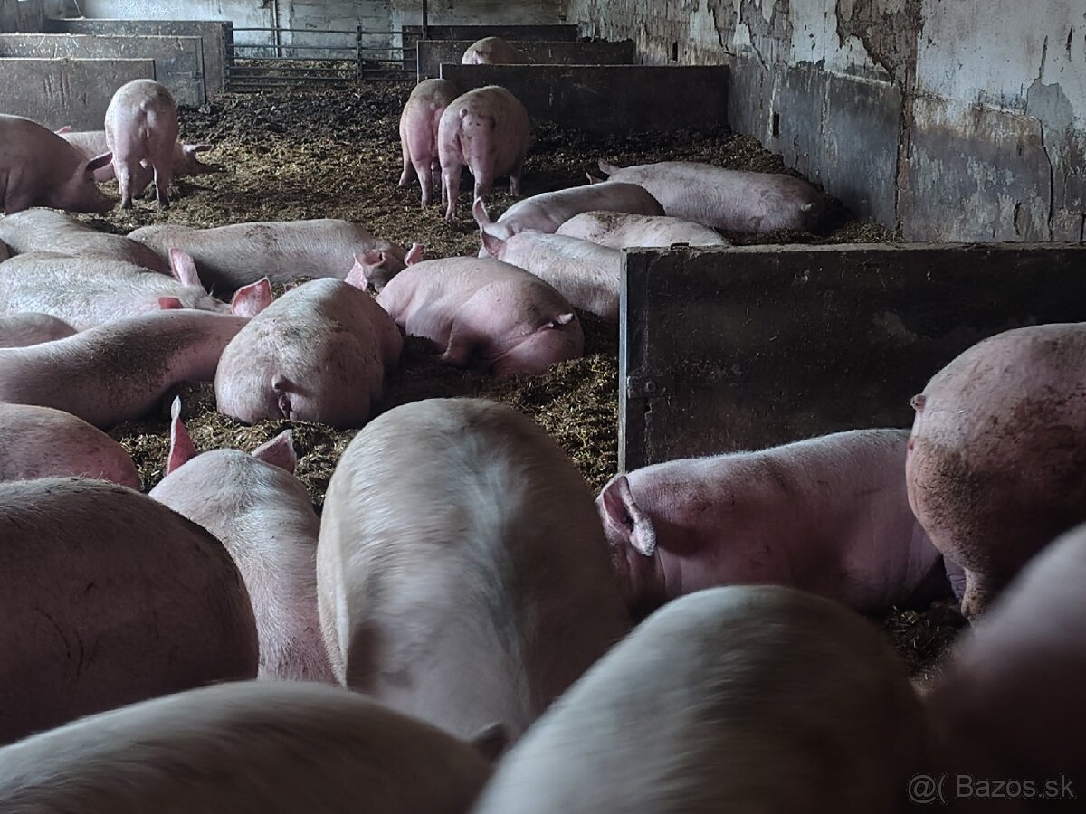 Predám ošípané - 3