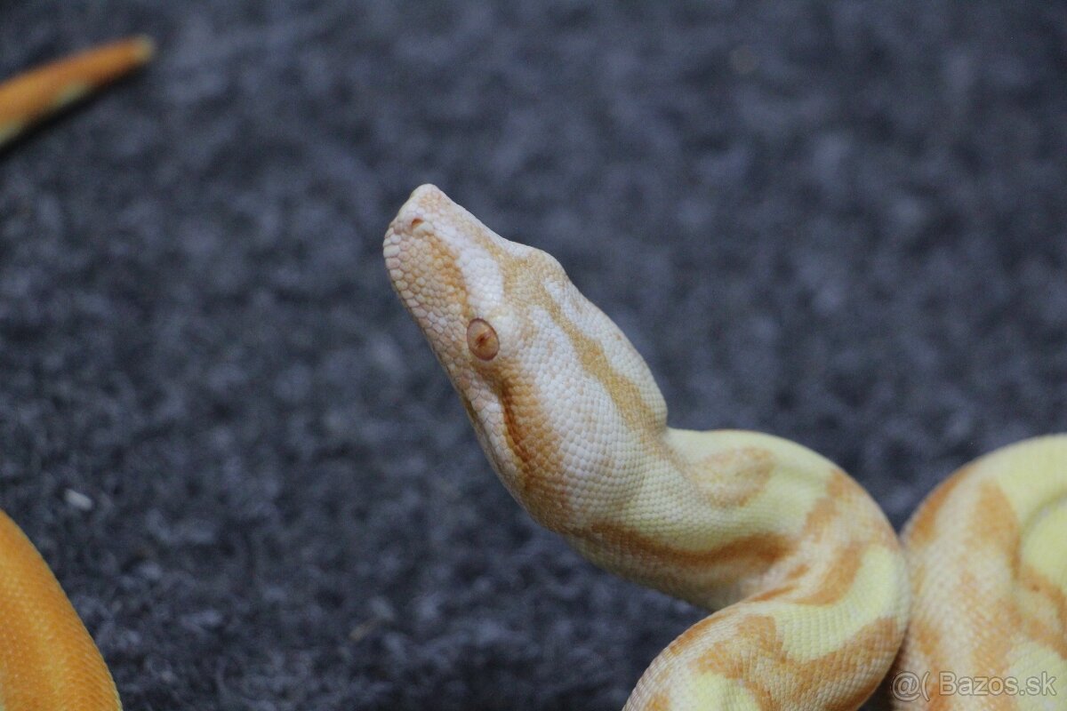 Boa constrictor/ Veľhad kráľovsky - 3