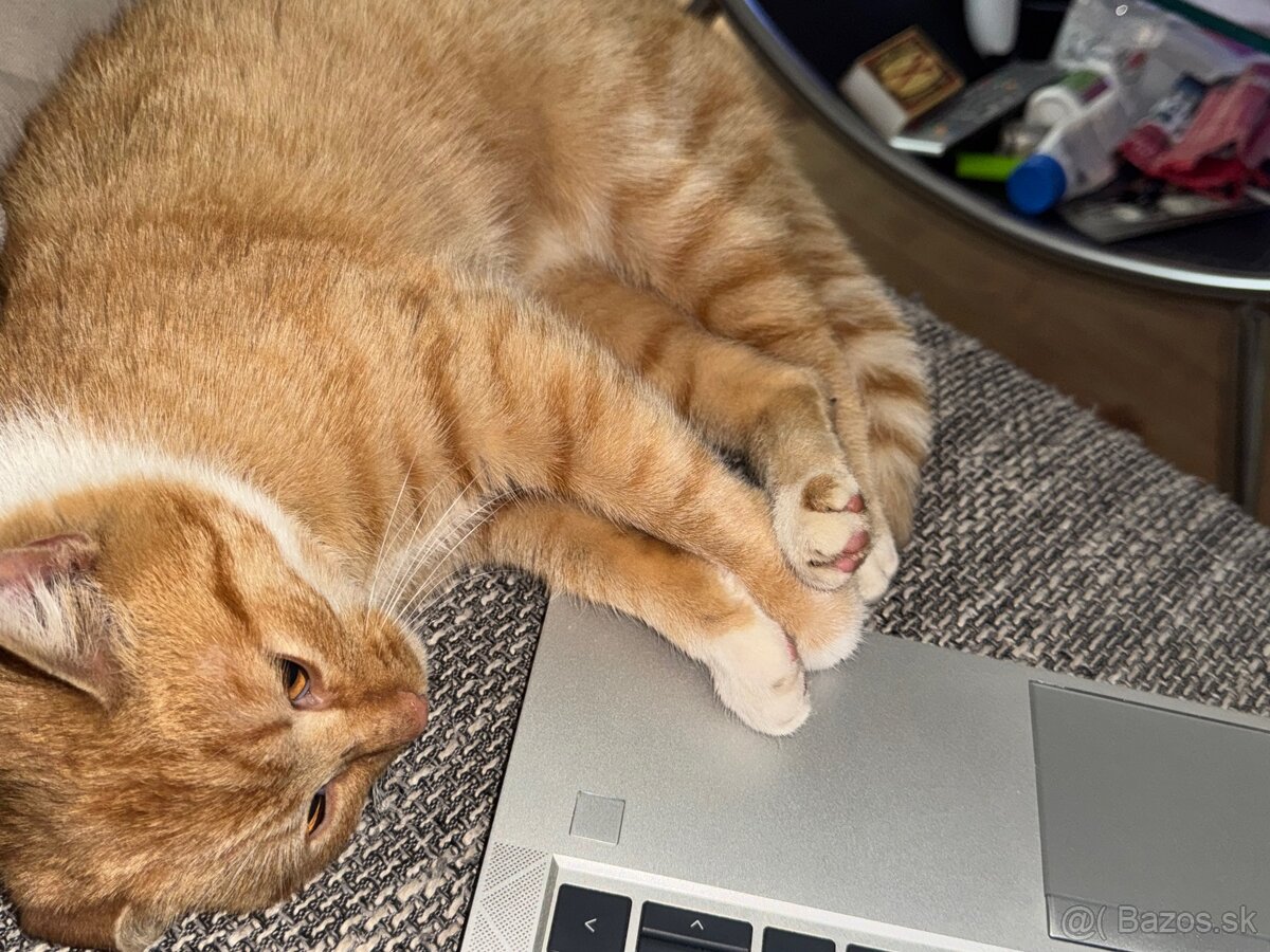 Darujem nádherne sfarbenú mačičku - 3