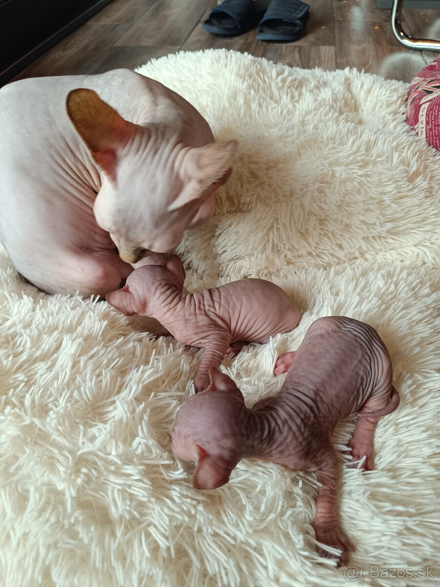 Sphynx mačiatka - 3