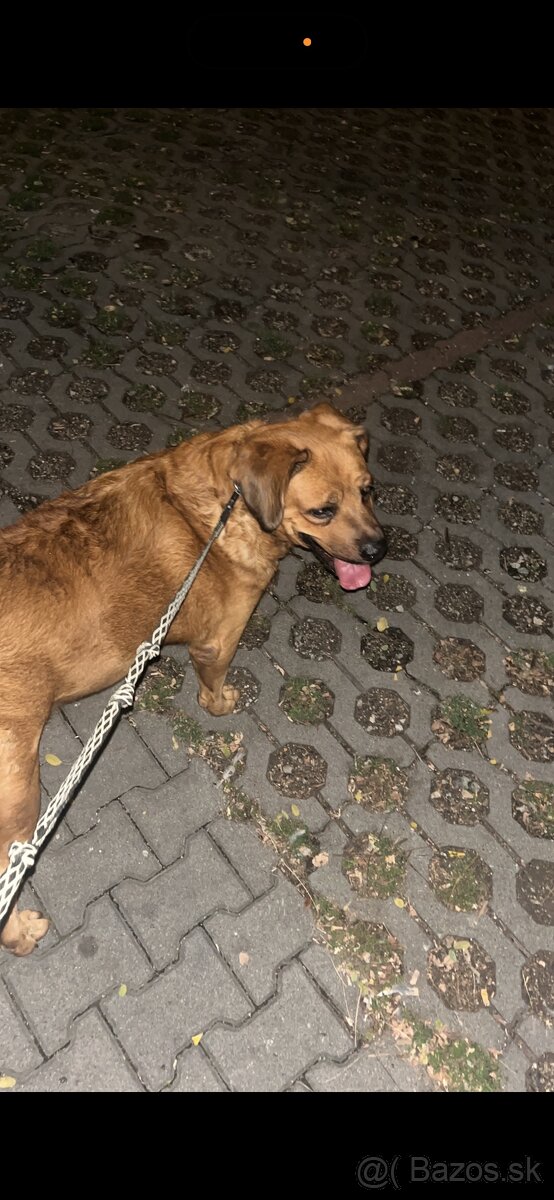 Darujem psíka - 3