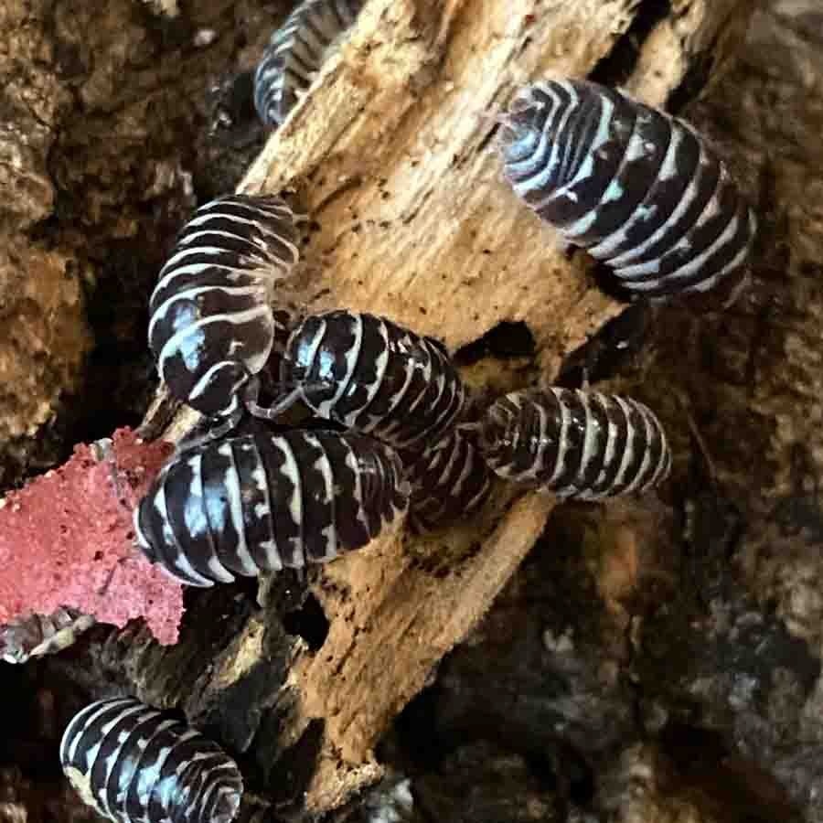 Pozor Isopody npr pre bioaktivne terária - 3