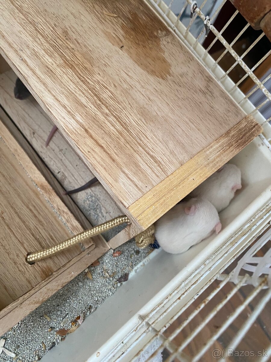 predam 15 babatka potkanikov - 3