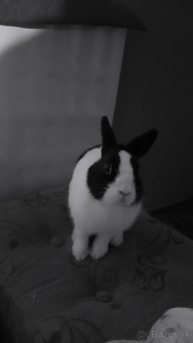 Darujem králičicu - 3