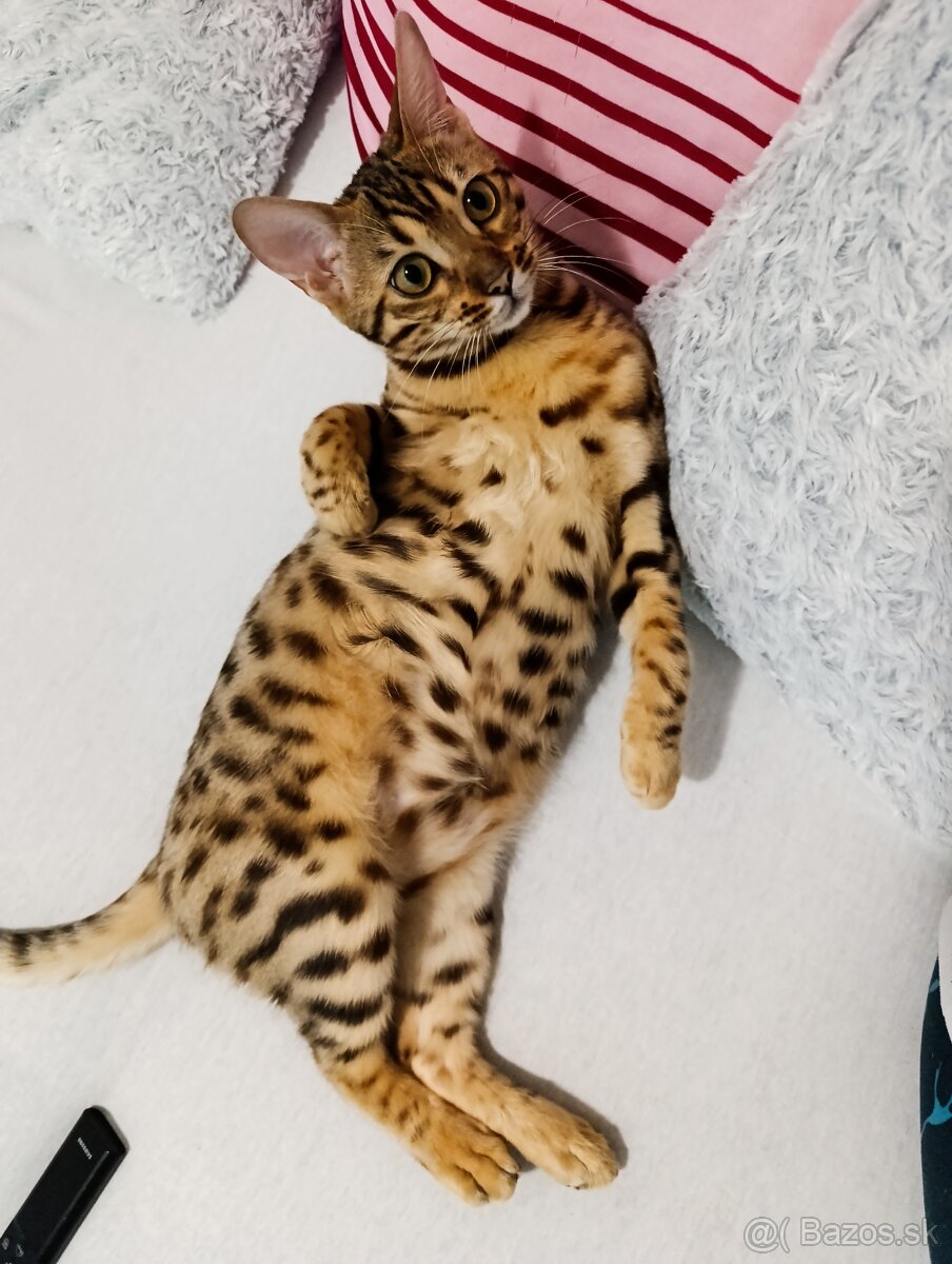 Bengalsky kocúr na krytie? - 3