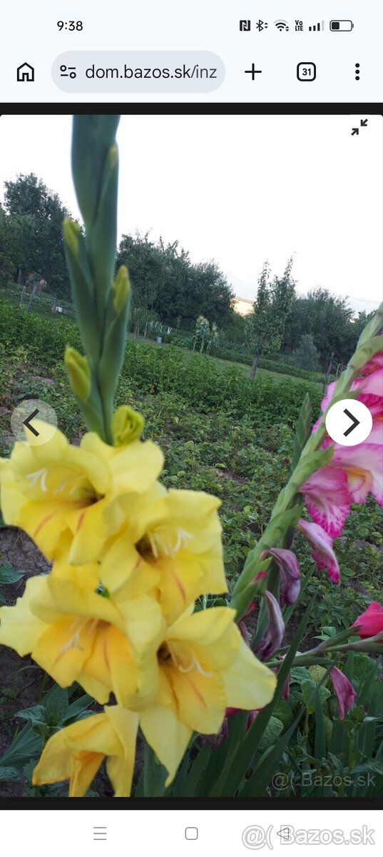 Predám hľuzy gladiol - 3