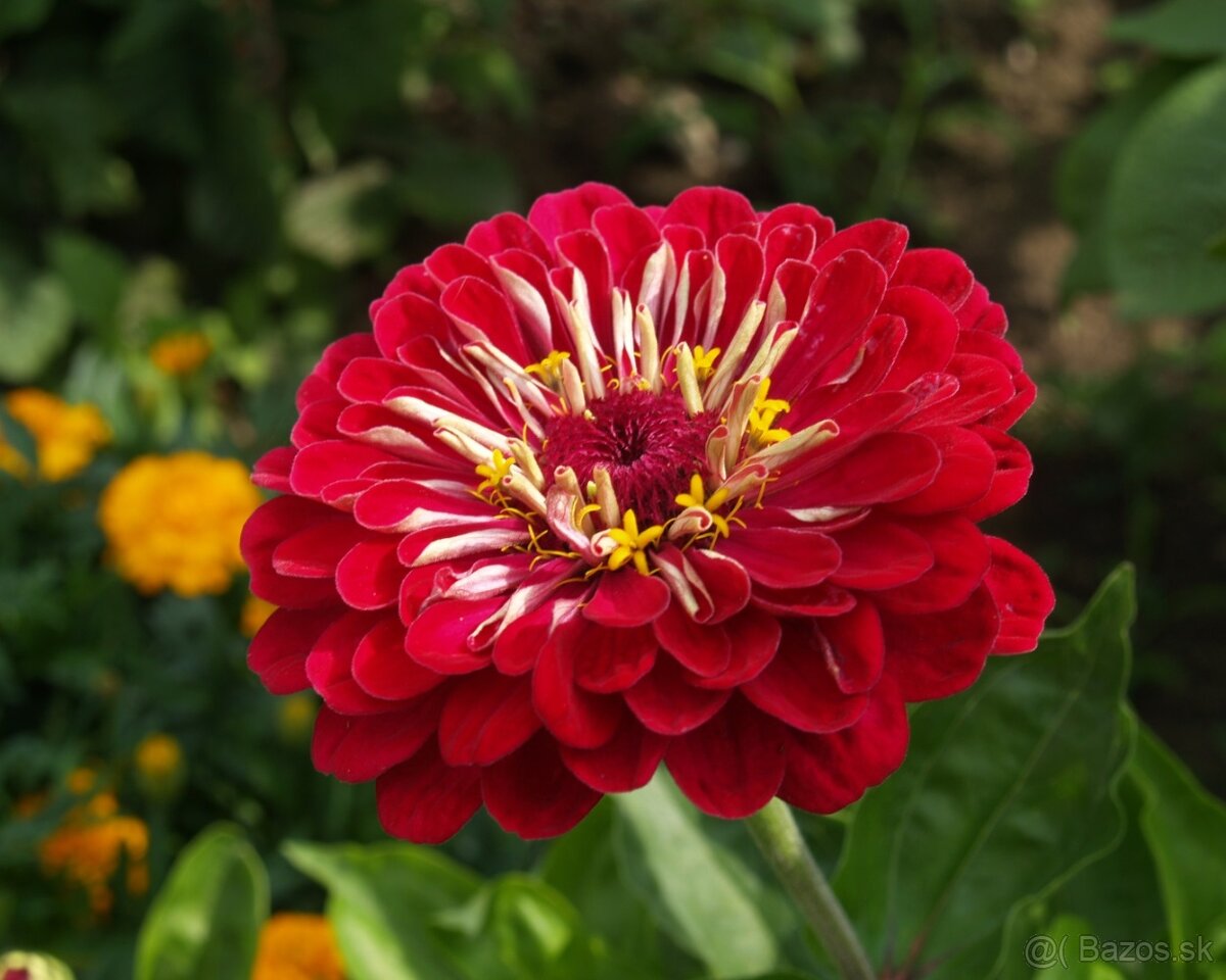 Cínia pôvabná - 3