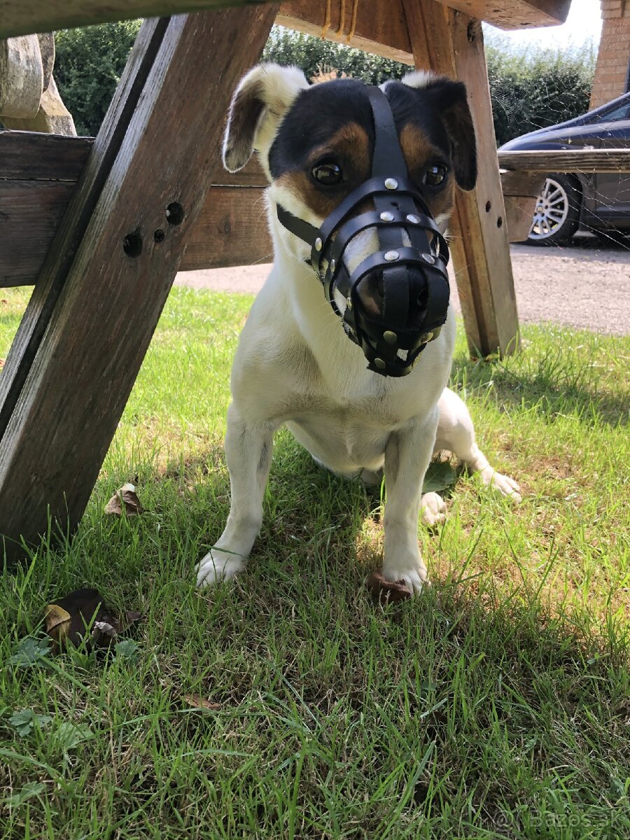 Jack Russell teriér parson - 3