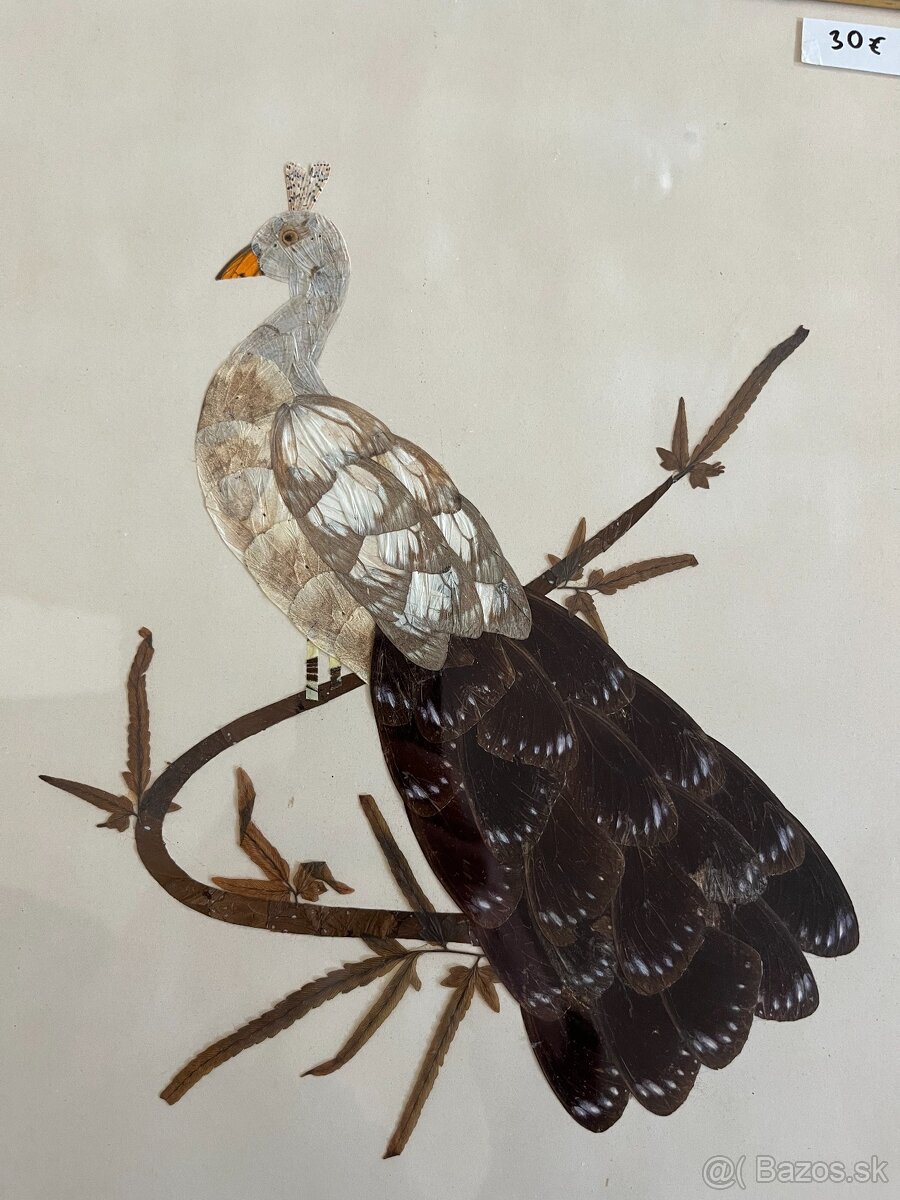 Obraz páva z motýlich krídel - 3