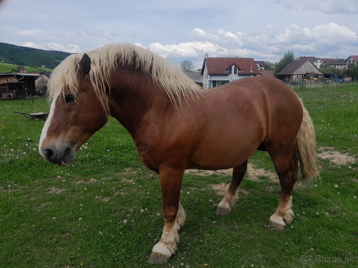 Ťažný žrebec - 3