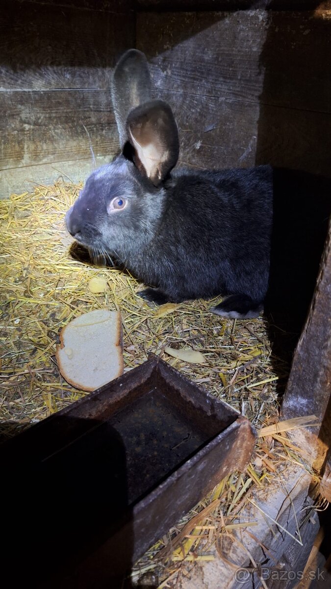 Samec Český strakáč - 3