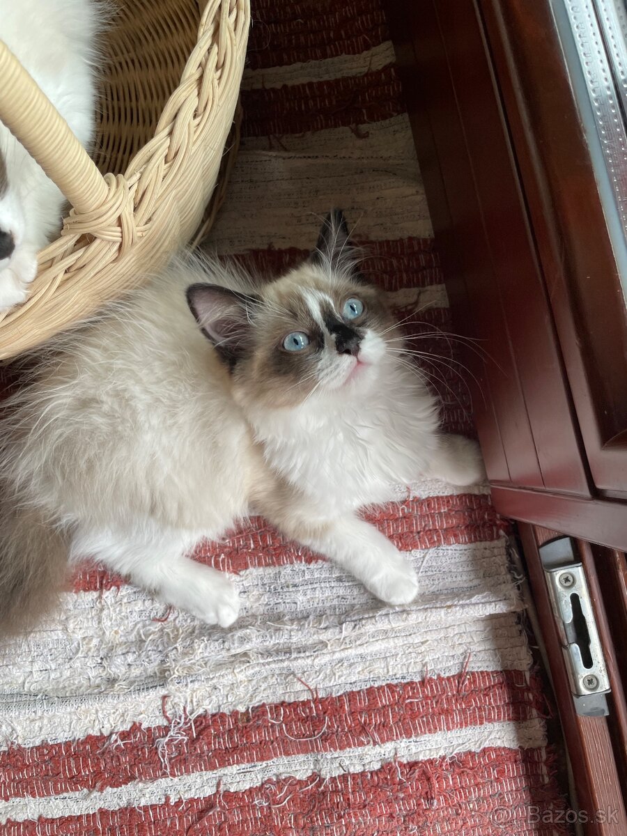 Ragdoll “priadky” macicky - 3