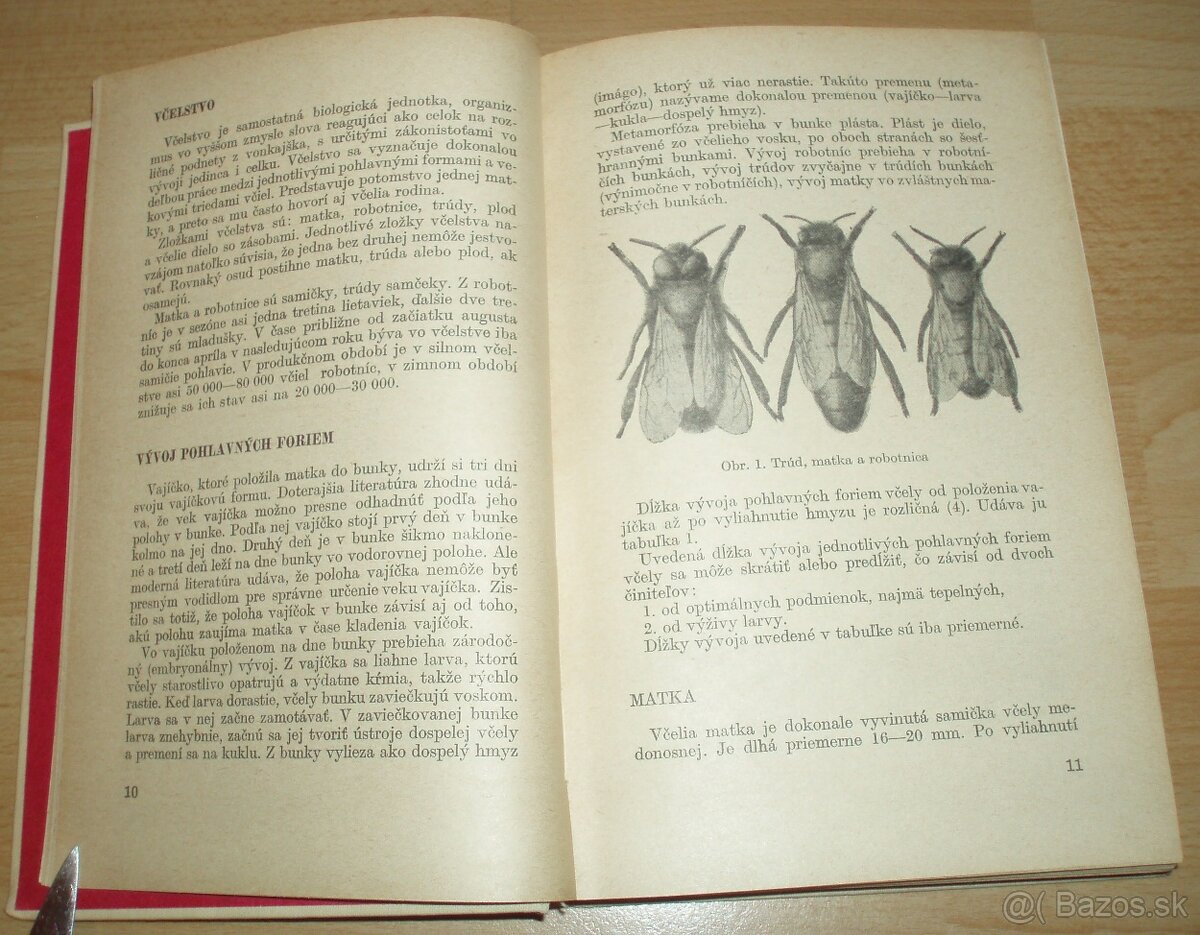 Včelia materská kašička - 3