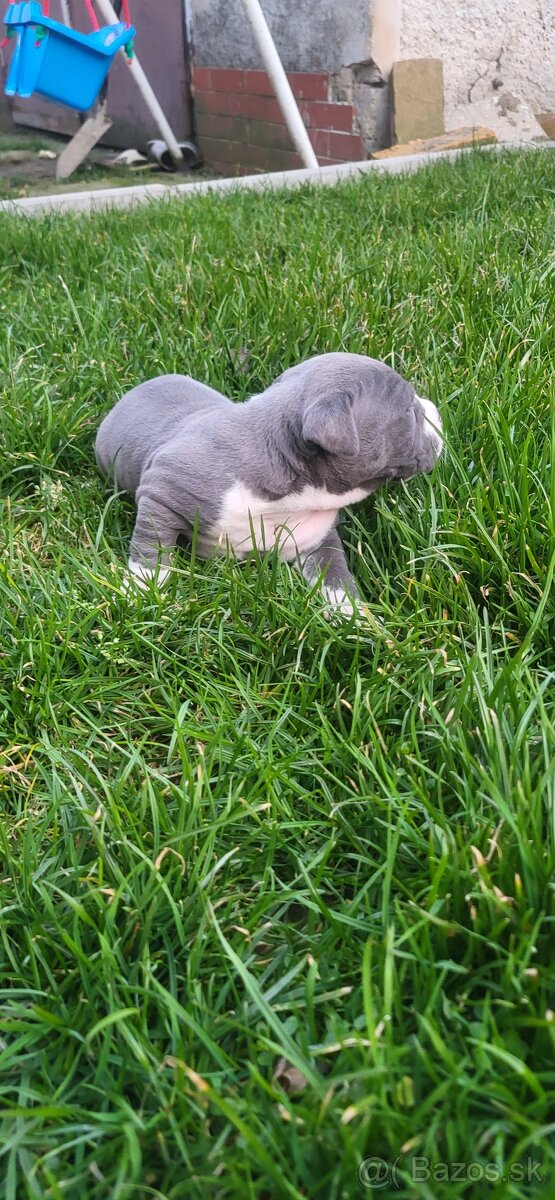 Americký stafordširsky terier - 3