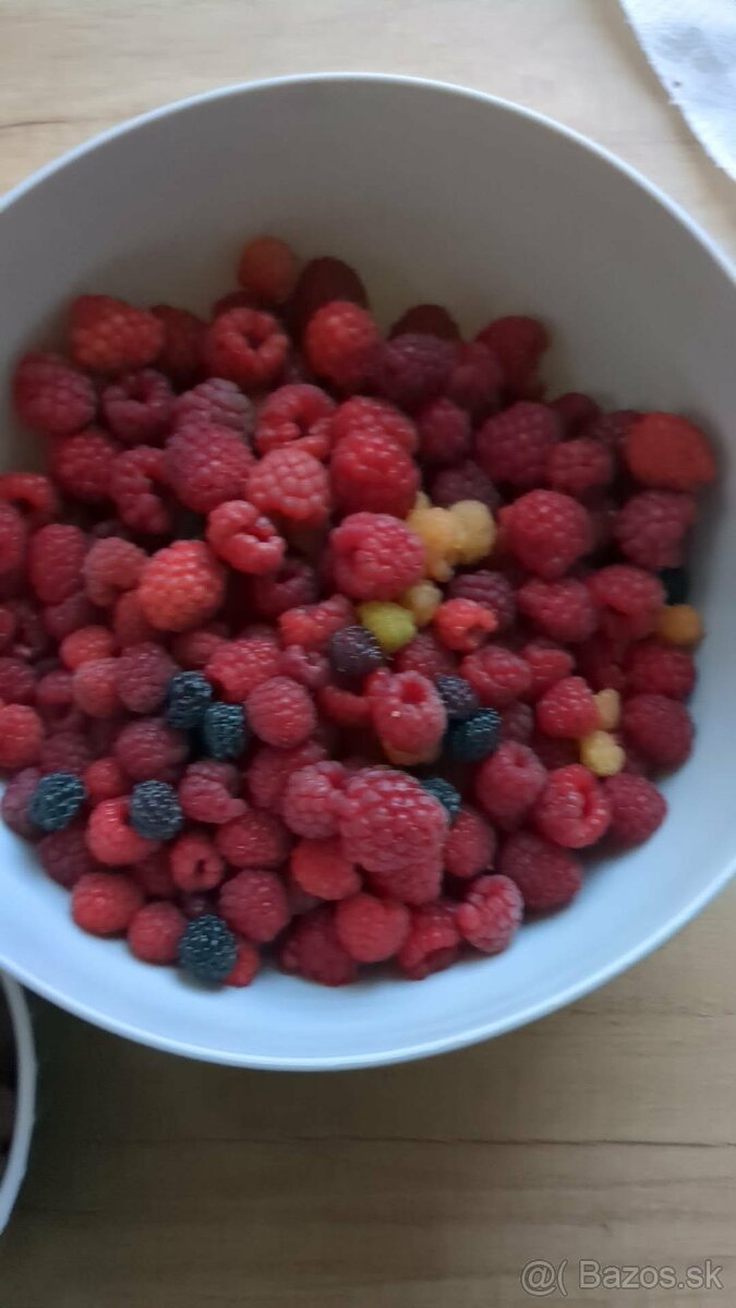 Predám sadenice : MALINY mix odrôd - 3