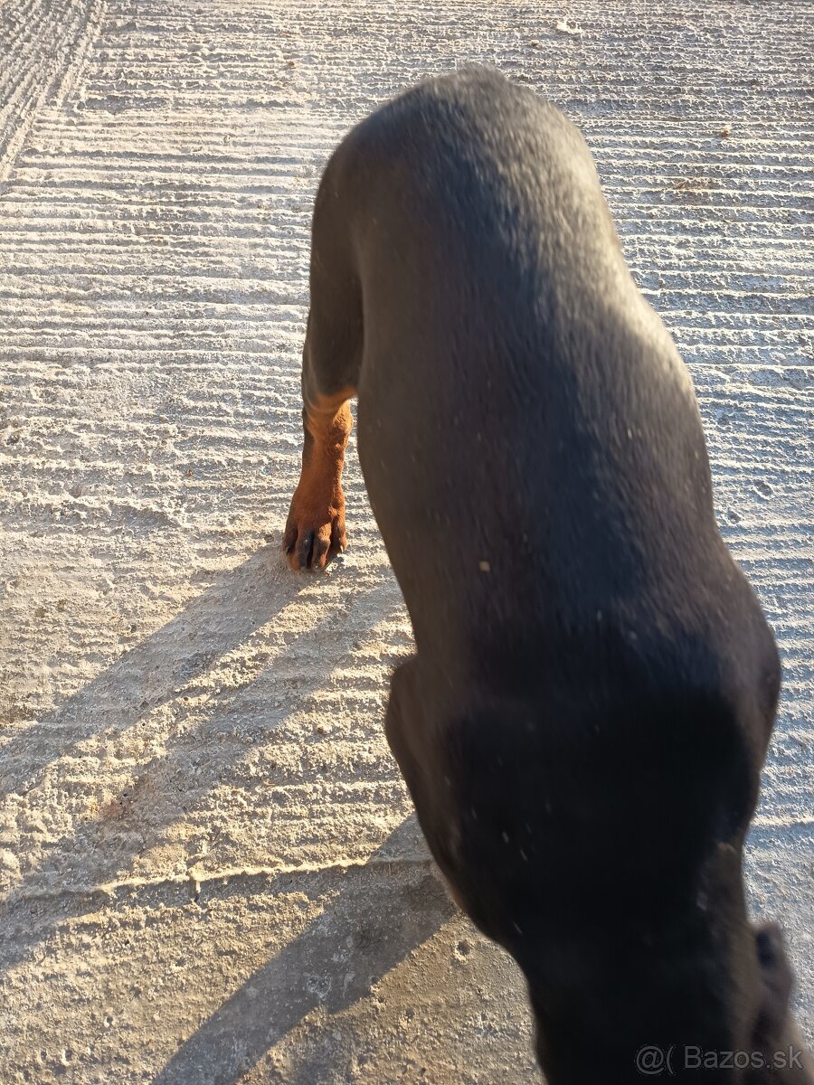 Šteňa Doberman - 3