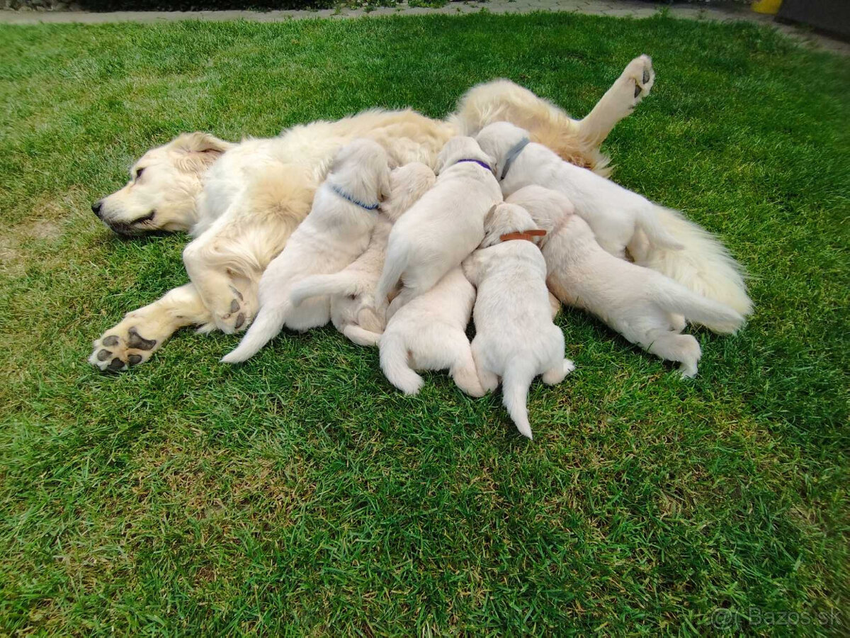 Zlatý retriever šteniatka - 3