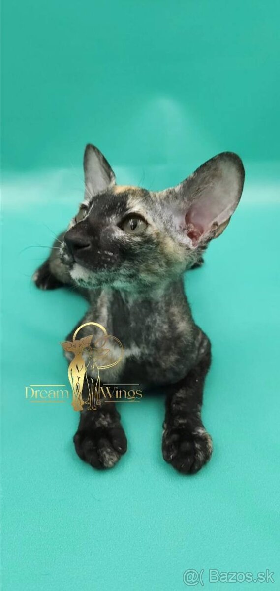 Mačiatko peterbald PP Queen - 3