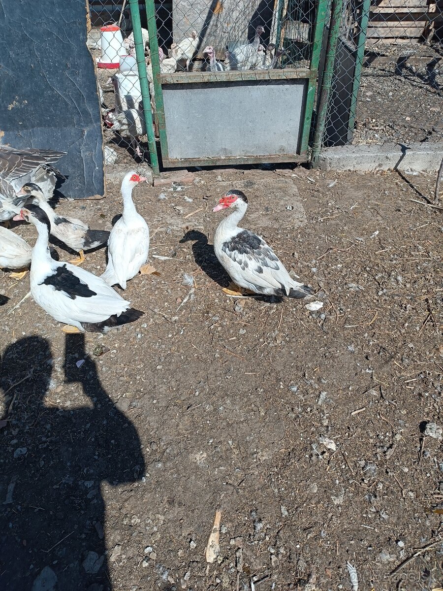Pižmové kačice - 3