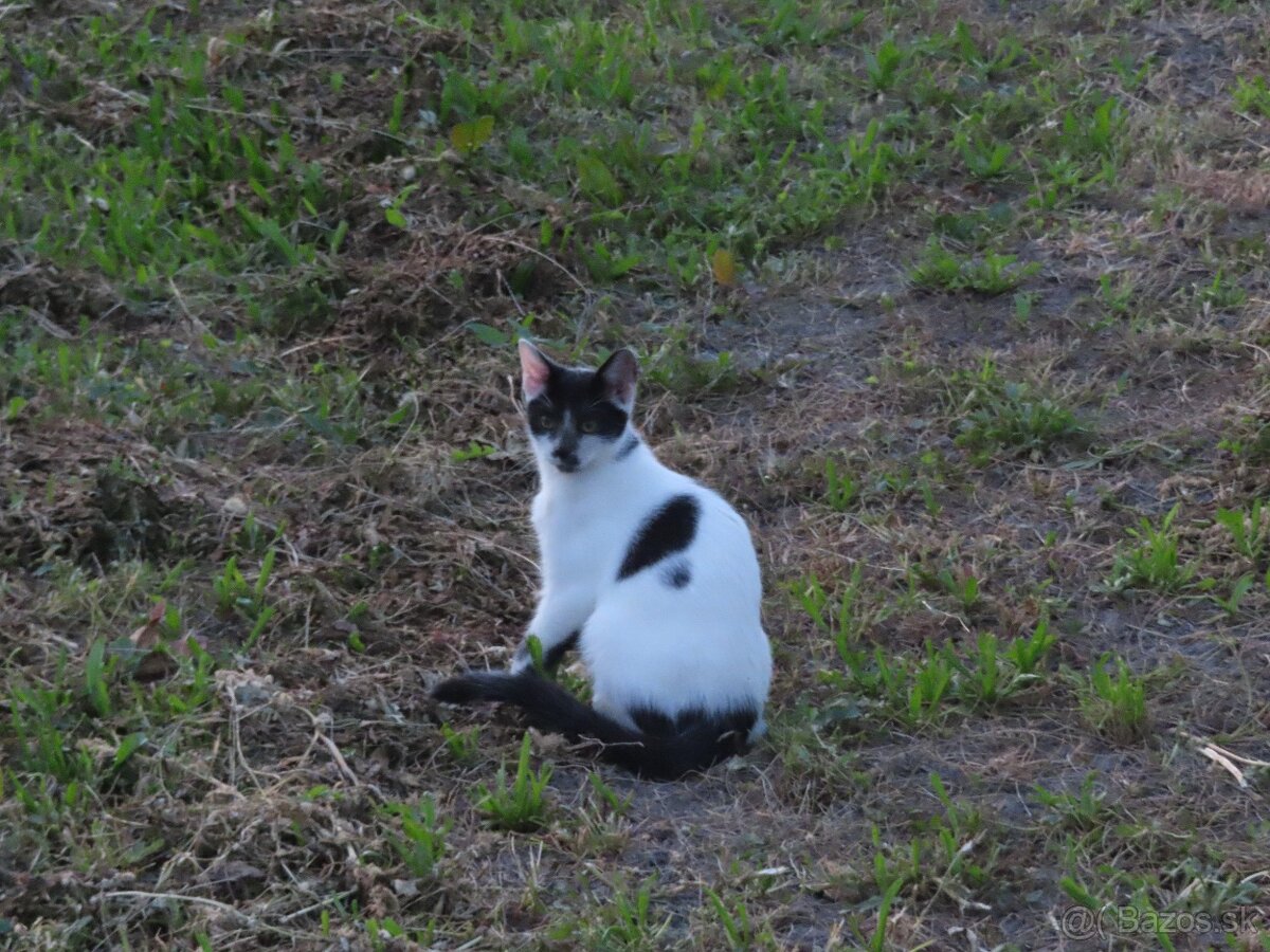 Hravé Mačiatka - 3