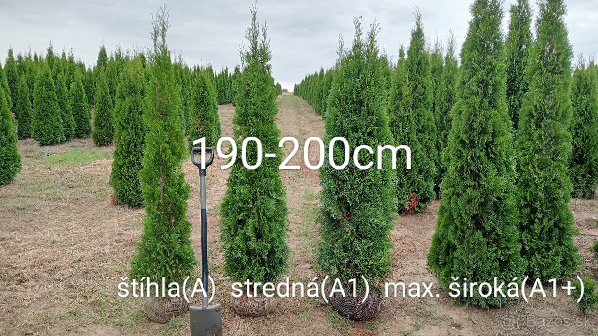 Tuja Smaragd, vavrínovec, červienka, gaštan - Rožňava - 3
