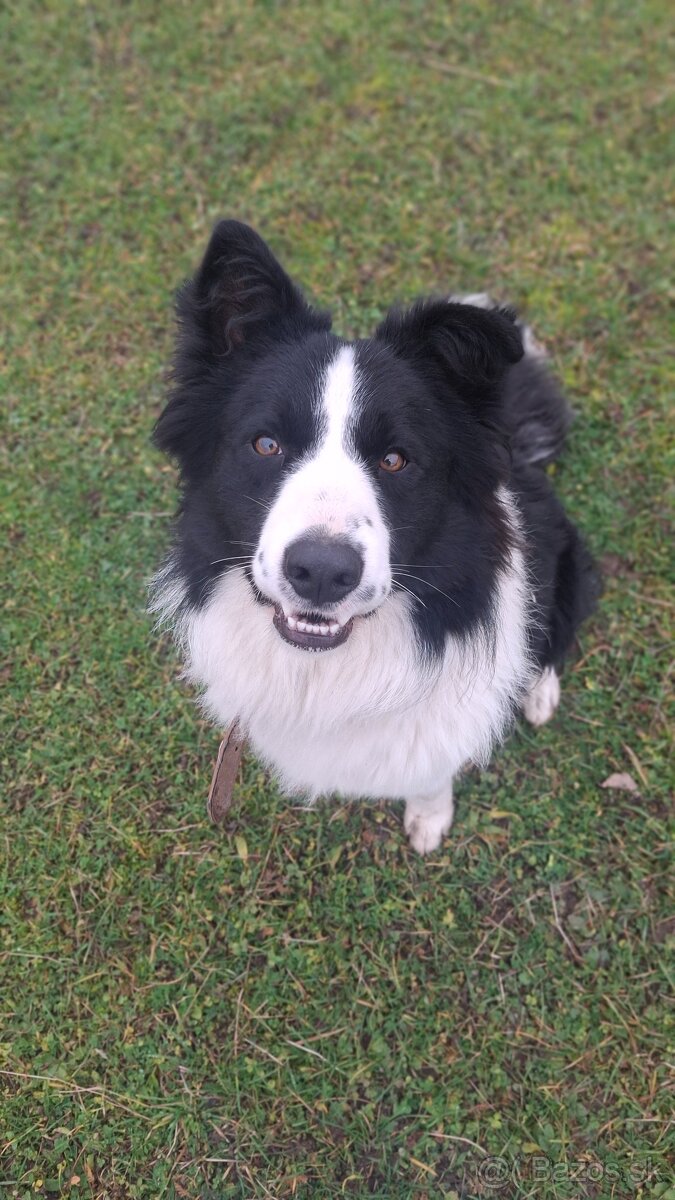 AKTUALNE Darujem border koliu - 3