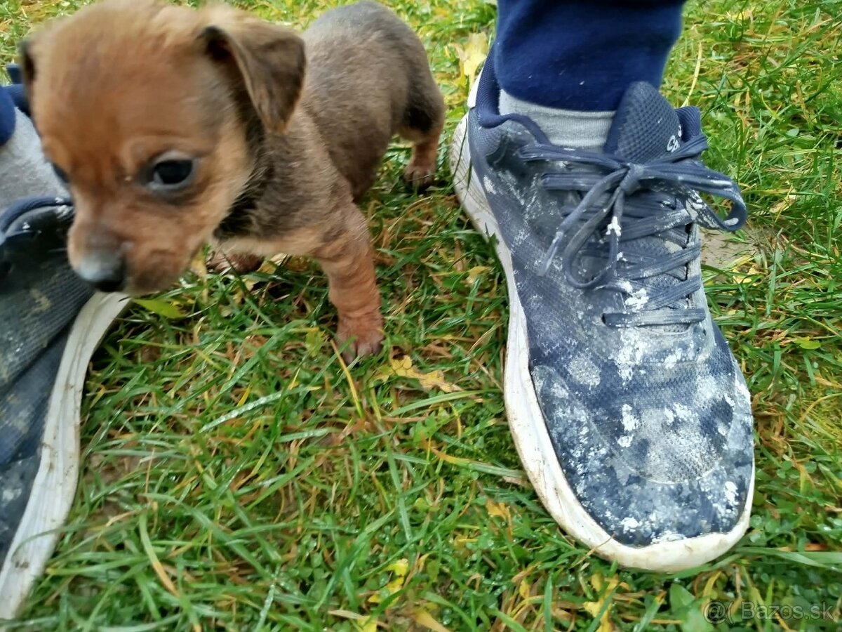 Šteniatka jazvečíka - 3