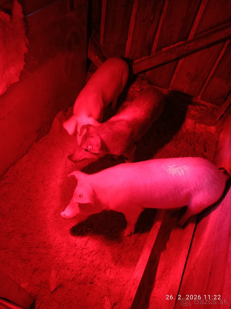 Predám odstavcata - 3