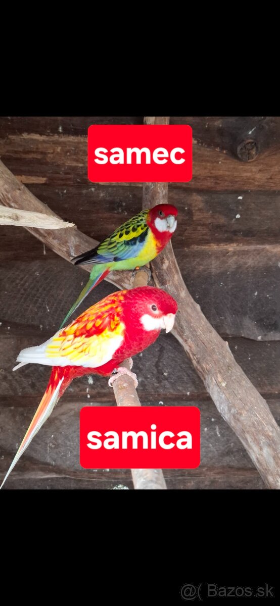 Predám rozely pestré - 3