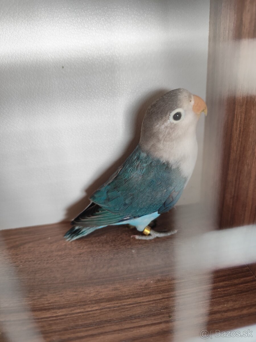Agapornis fisher opalin - 3