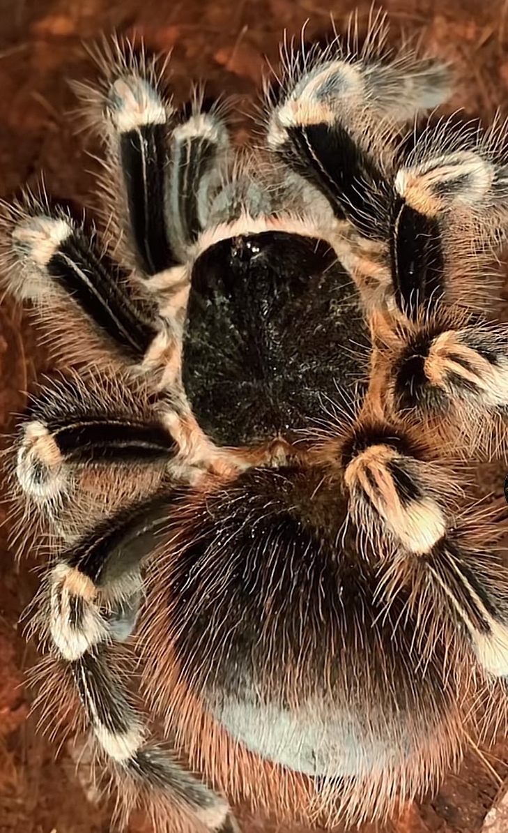 Tarantula,pavúk,vtackar,acanthoscurria Geniculata - 3