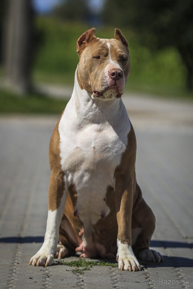 American bully XL/XXL s PP/stafford/pitbull/cane corso - 3