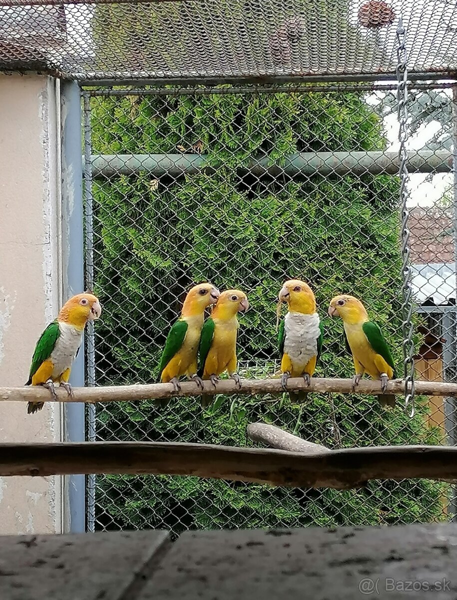 Amazonik bielobruchy - 3