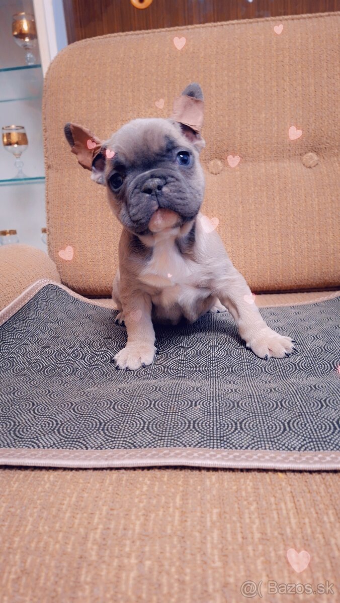 Francúzsky buldoček modry fawn, modrý - 3