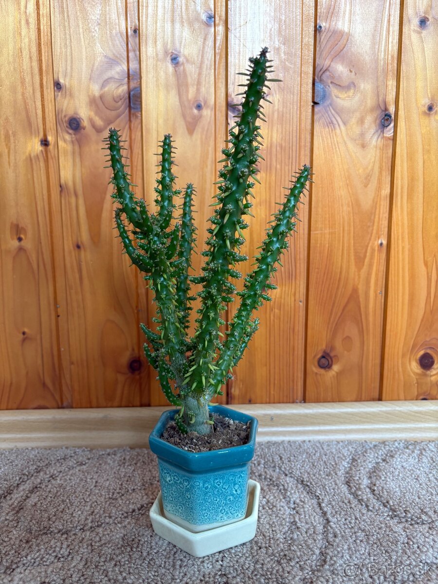 Kaktus (Euphorbia trigona) - 3