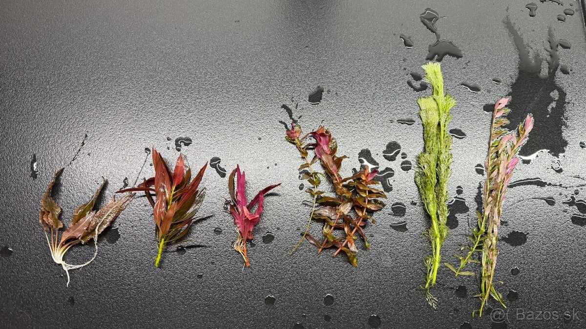 Rastlinky z prestrihu - 3