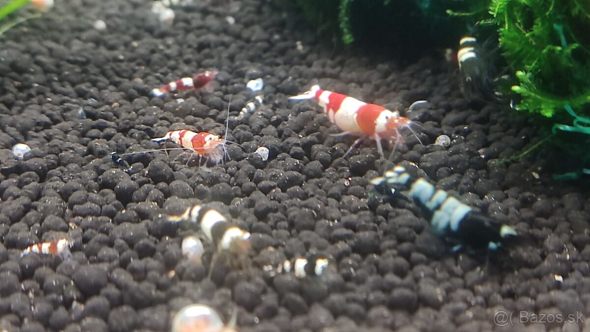 krevetky cardina mix. - 3