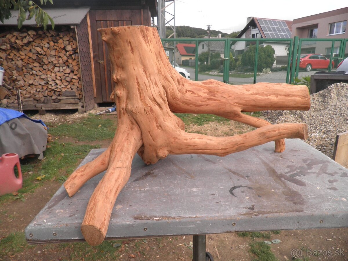 samorast koreňový - 3