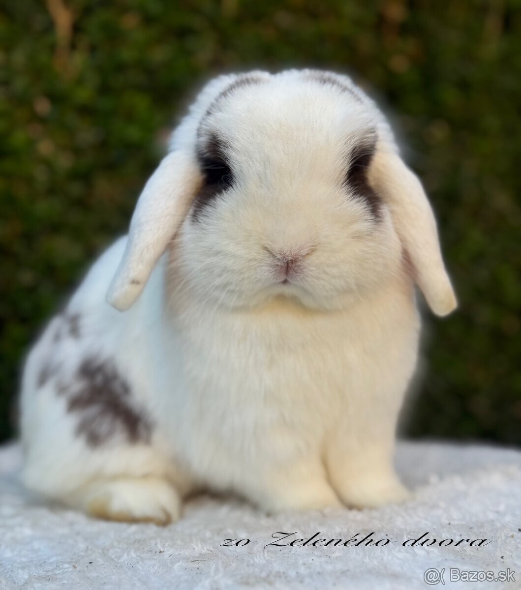 🐰 Minilop králiky 🐰 - 3