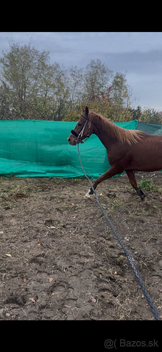 Predam alebo vymenim - 3