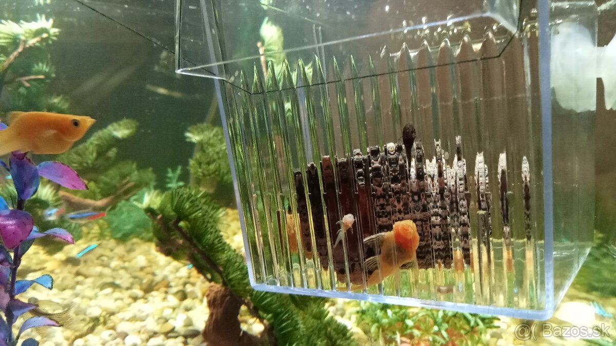 Prisavnik, prísavniky, prisavnici - 3