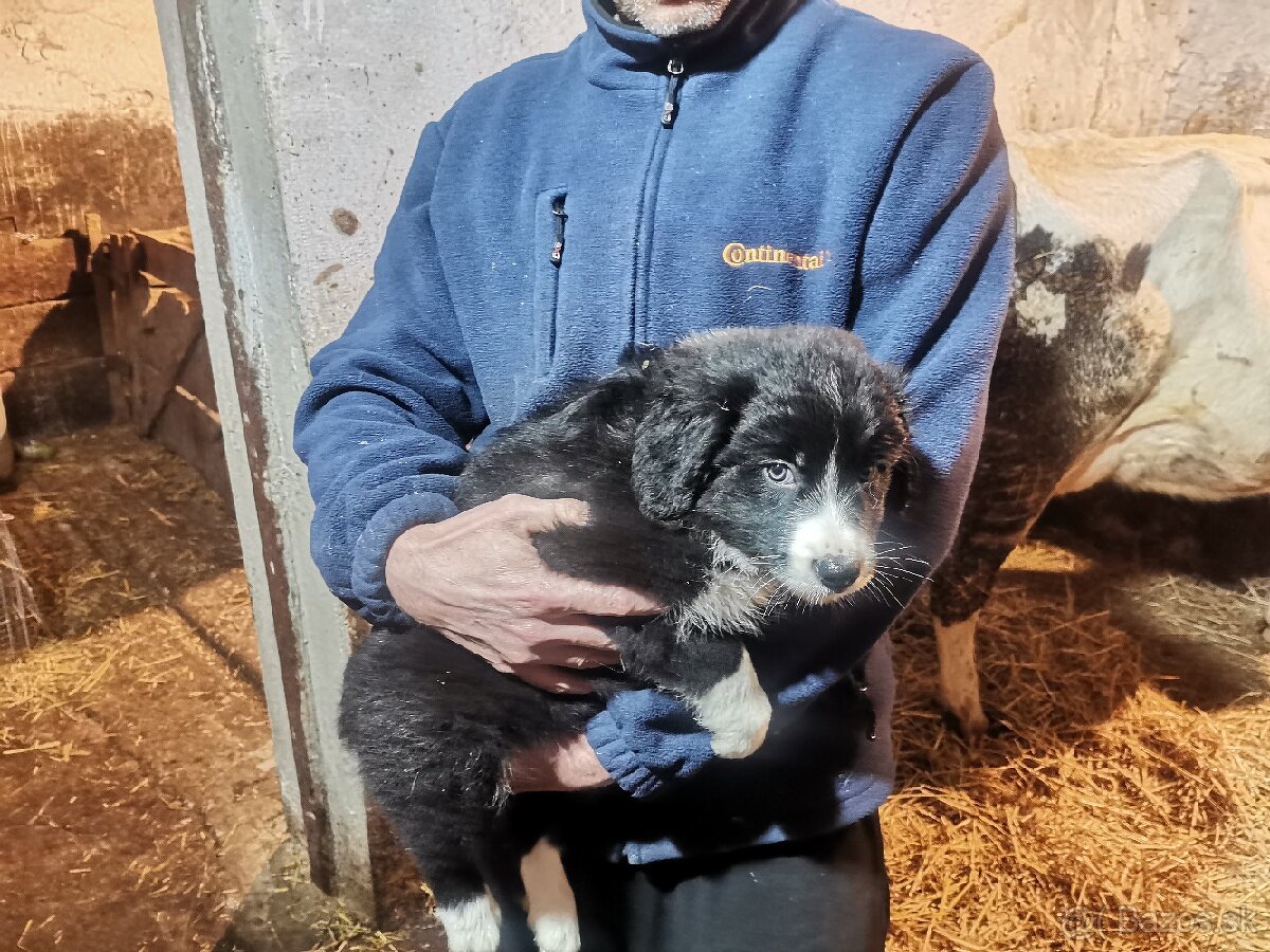 Border kólia šteniatka - 3