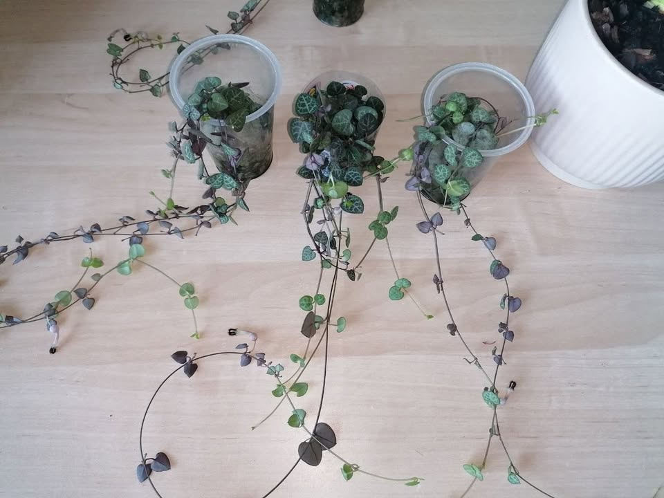 Izbové rastliny - 3