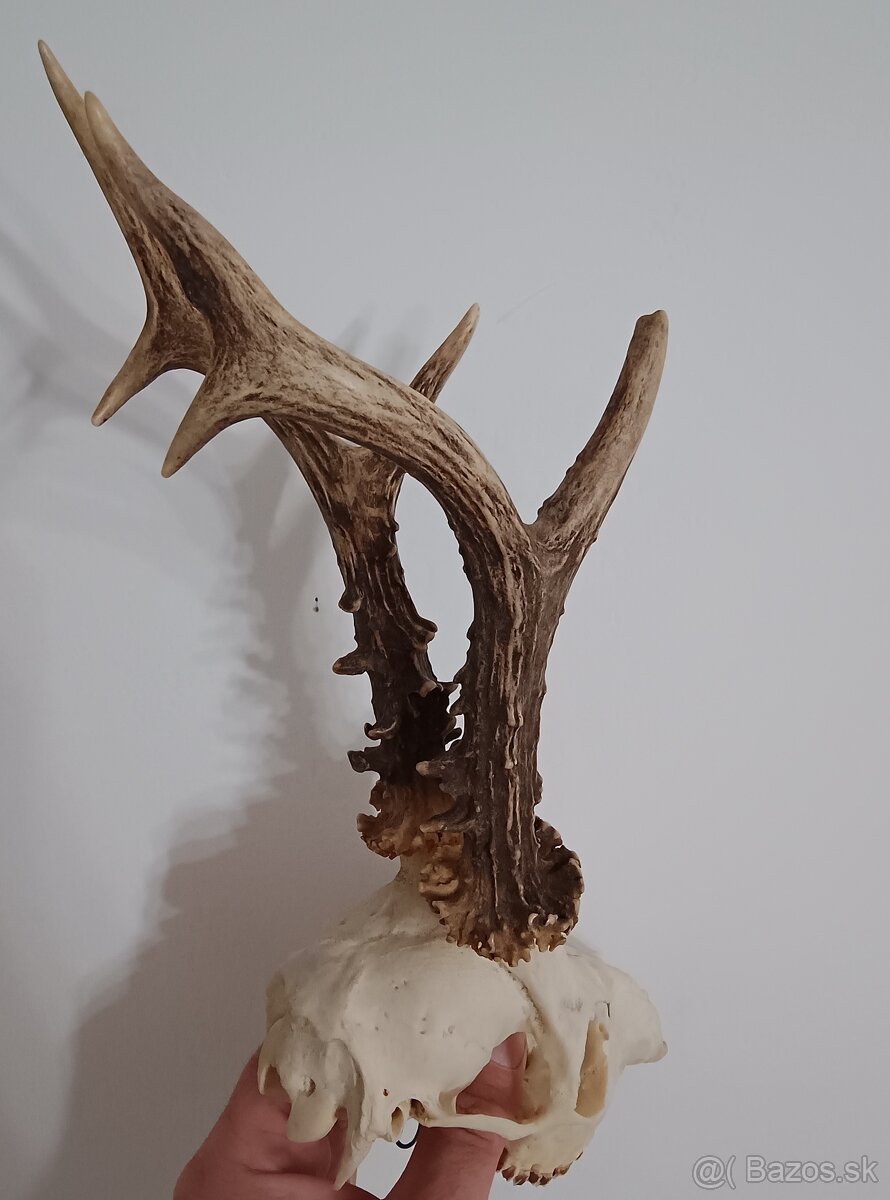 Trofej Trofeje Zhody Parohy Parožie.. - 3